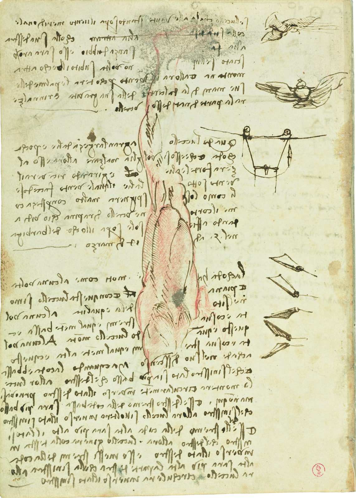 A page of Leonardo da Vinci's notebook: lines of his right-to-left mirror writing in brown ink, with two small pen sketches of a bird in flight in the right margin and a diagram of a wing's rigging below them
